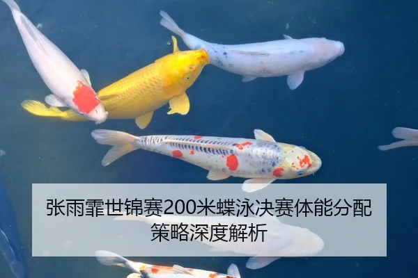 张雨霏世锦赛200米蝶泳决赛体能分配策略深度解析